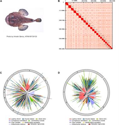 A Chromosome-Level Genome Assembly of the Anglerfish Lophius litulon